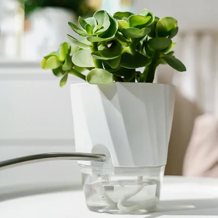 White self-watering plant pot with clear water reservoir and a green succulent